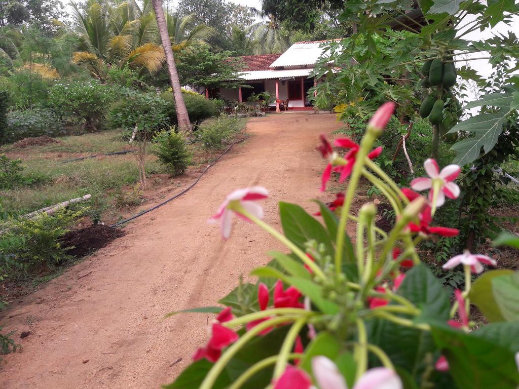 Sigiri Picaso Home Stay Sigiriya Phòng bức ảnh