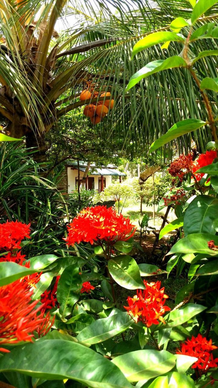 Sigiri Picaso Home Stay Sigiriya Ngoại thất bức ảnh