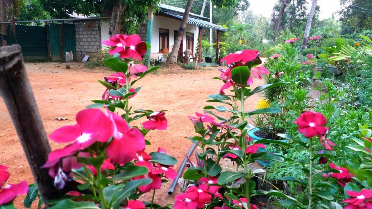 Sigiri Picaso Home Stay Sigiriya Ngoại thất bức ảnh