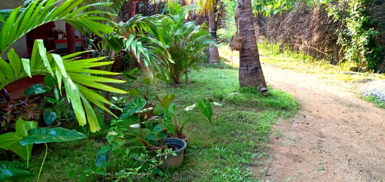 Sigiri Picaso Home Stay Sigiriya Ngoại thất bức ảnh
